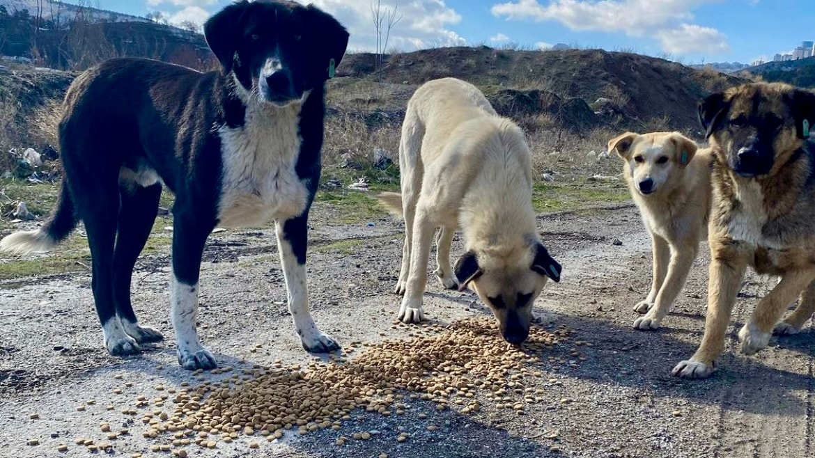 Ankara’da Sokak Köpeklerini Besleme Günü İmrahor’un Issızlıklarına